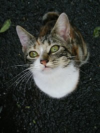 ʹ�����������ѧ���������