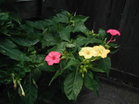 ʹ��������������á��عⲹ�����ķ������㾫����Ƭ