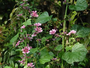 ʹ�������������������Ӱ���ı���Ƭ�о�