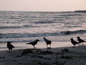 ʹ������������ûƽ�ָ���¾���˲��