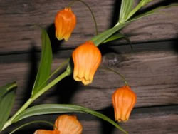 ʹ�������������������һƬ��ڵ�ԭ��(ͼ)